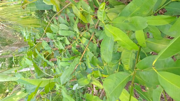Identificação da planta Limãozinho por foto