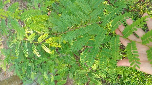 Identificação da planta Tamarindo por foto