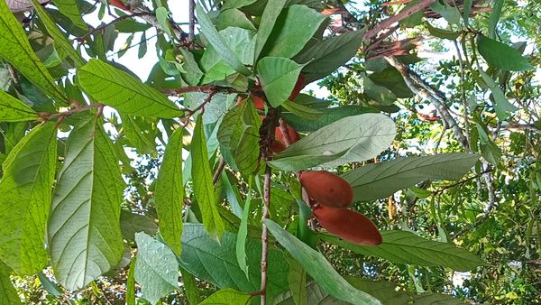 Identificação da planta Cupuaçu por foto