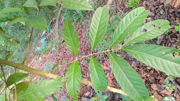 Identificação da planta Andiroba por foto