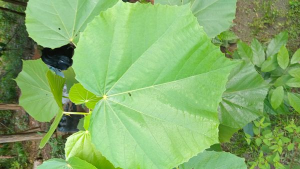 Identificação da planta Paineira por foto