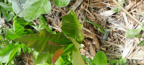 Identificação da planta Carvalho-da-costa por foto