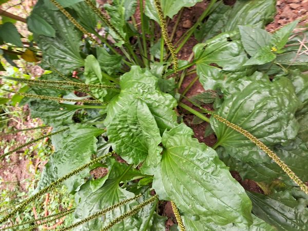 Identificação da planta Tanchagem por foto