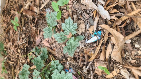 Identificação da planta Melão-de-são-caetano por foto