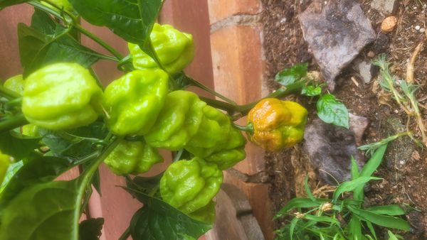 Identificação da planta Pimenta-de-cheiro por foto