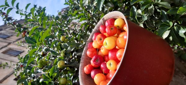 Identificação da planta Acerola por foto