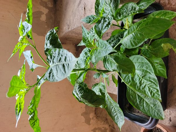Identificação da planta Pimenta-de-cheiro por foto