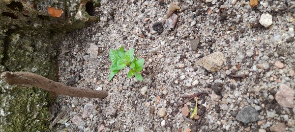 Identificação da planta Jalapa-de-jardim por foto