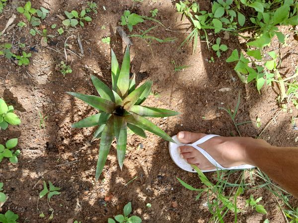Identificação da planta Abacaxi por foto