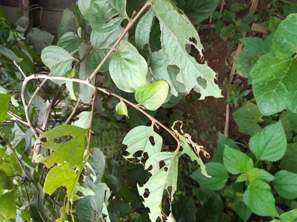 Identificação da planta Caqui por foto