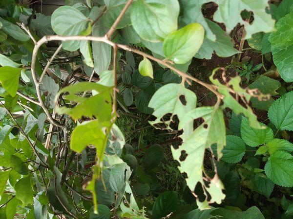 Identificação da planta Caqui por foto