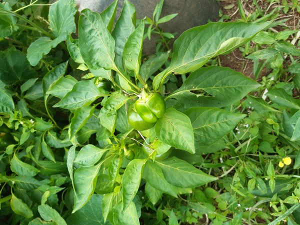 Identificação da planta Pimenta por foto