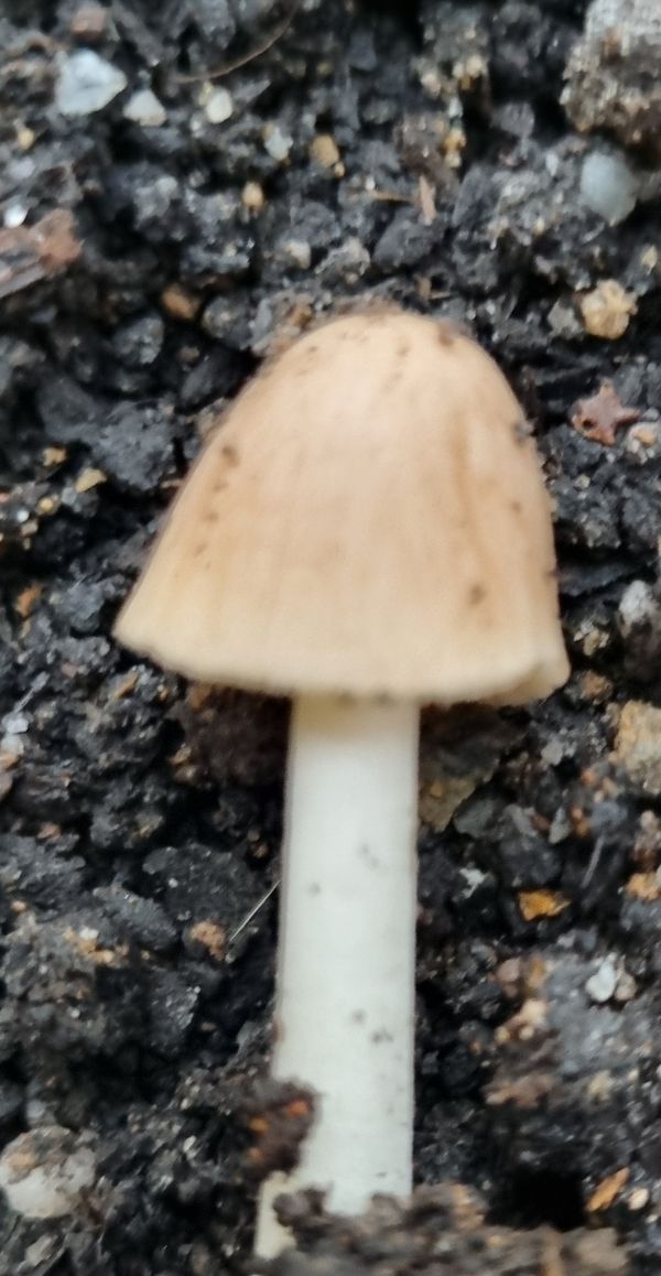 Identificação da planta Tanoeiro por foto