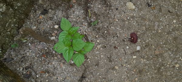 Identificação da planta Pimenta-de-cheiro por foto