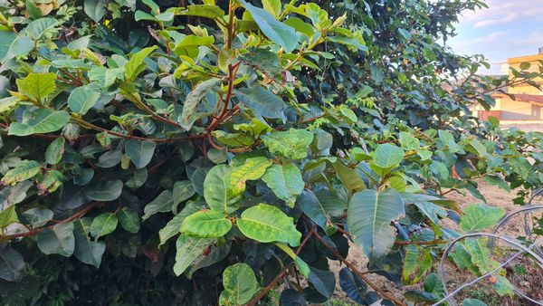 Identificação da planta Gameleira por foto