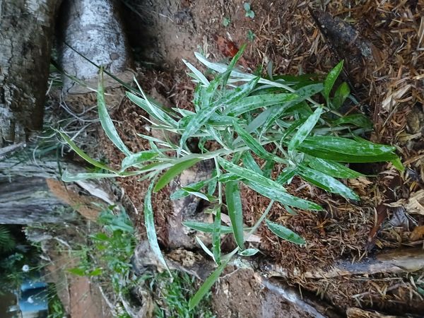 Identificação da planta Marcela por foto