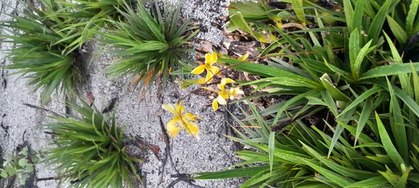 Identificação da planta Orquídea-borboleta por foto