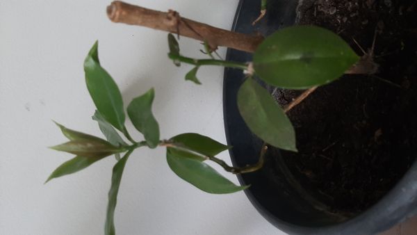Identificação da planta Ora-pro-nóbis por foto