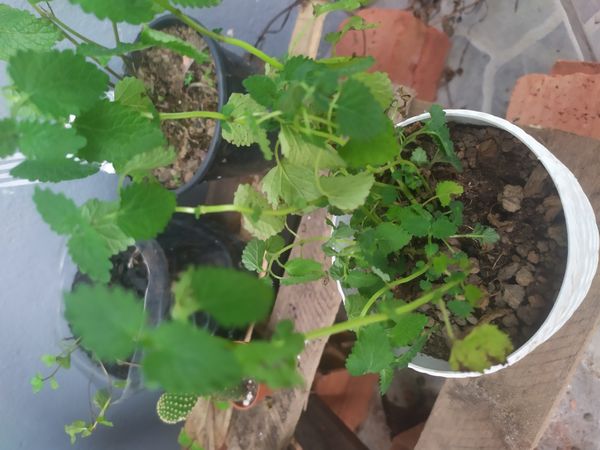 Identificação da planta Erva-cidreira por foto
