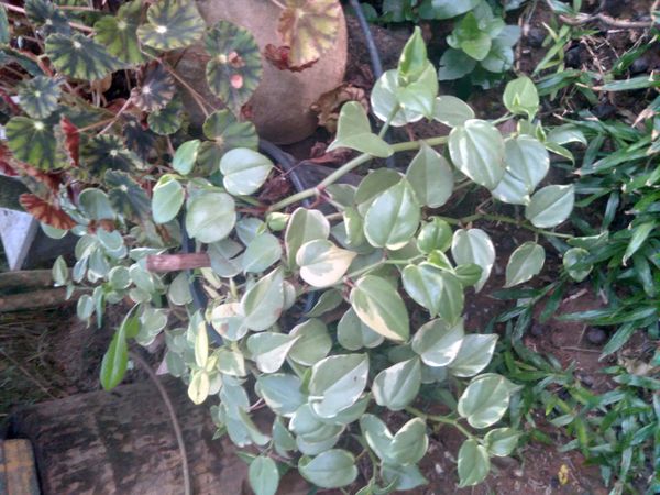 Identificação da planta Peperomia limão por foto