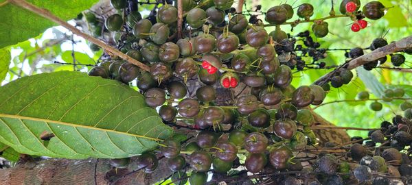 Identificação da planta Tapiá por foto