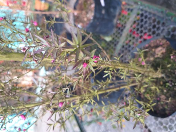 Identificação da planta Manuka por foto