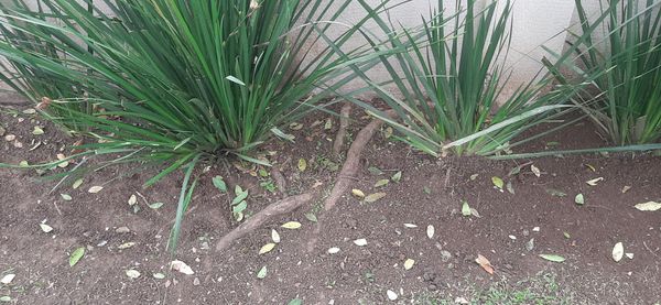 Identificação da planta Lírio-do-brejo por foto
