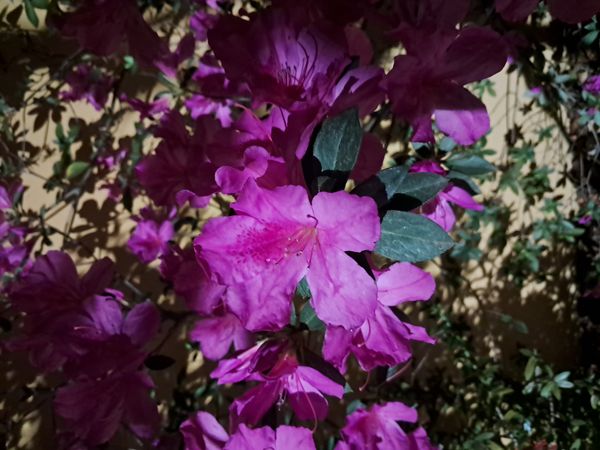Identificação da planta Azaleia por foto