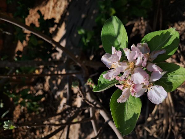 Identificação da planta Maçã por foto