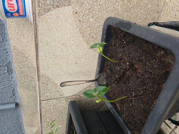Identificação da planta Feijão por foto