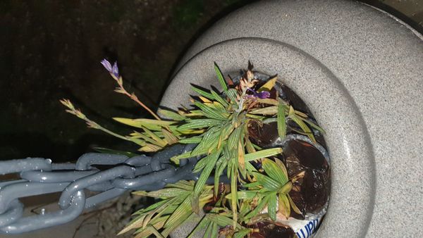 Identificação da planta Angélica por foto