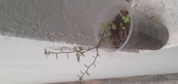 Identificação da planta Tradescantia-nanica por foto