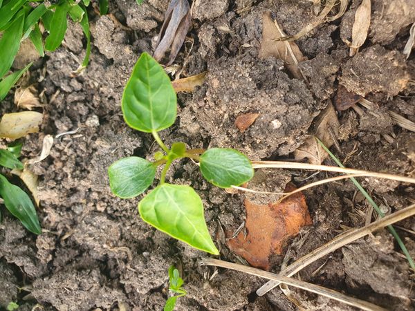 Identificação da planta Pimenta por foto