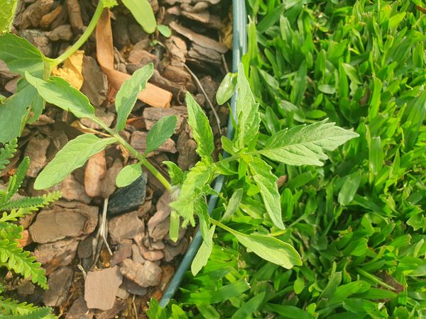Identificação da planta Gergelim por foto