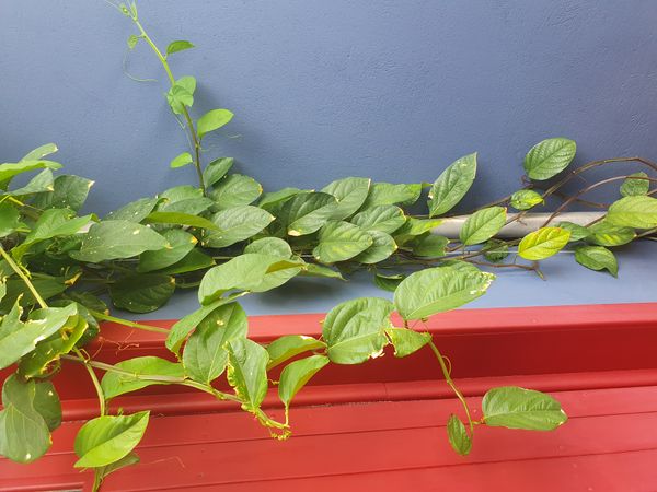 Identificação da planta Maracujá-Doce por foto