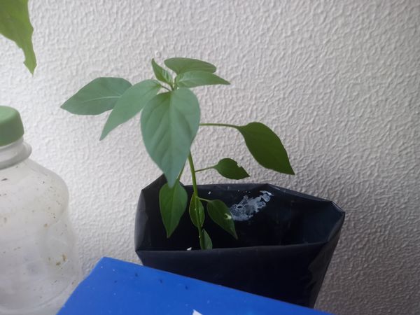 Identificação da planta Malagueta por foto