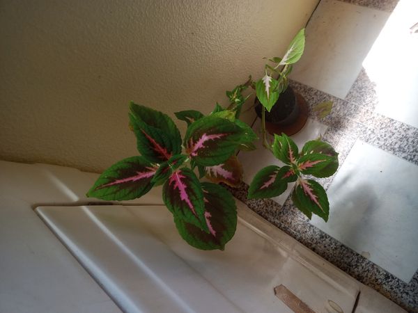 Identificação da planta Coléus por foto