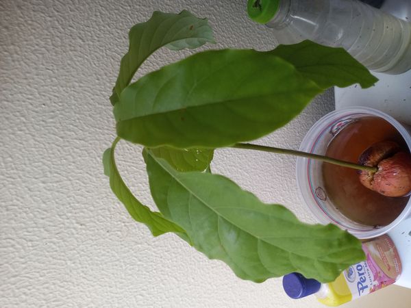 Identificação da planta Abacate por foto