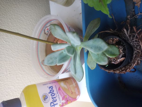 Identificação da planta Suculenta Estrelada por foto