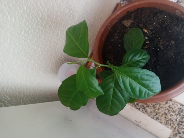 Identificação da planta Guiné por foto