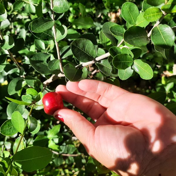 Identificação da planta Acerola por foto