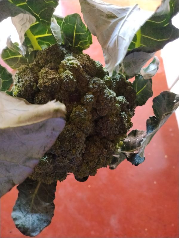 Identificação da planta Couve por foto