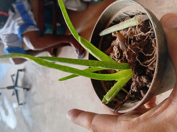 Identificação da planta Babosa por foto