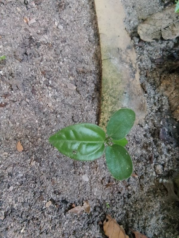 Identificação da planta maracujá por foto