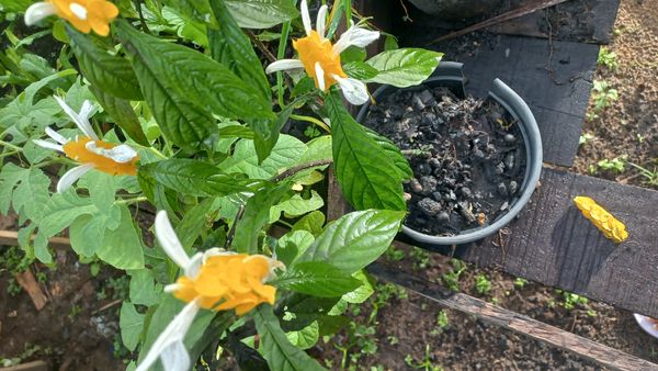 Identificação da planta Língua-de-sogra por foto