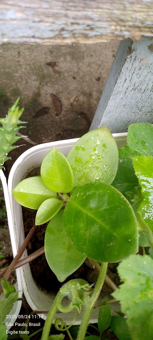 Identificação da planta Flor-de-cera por foto