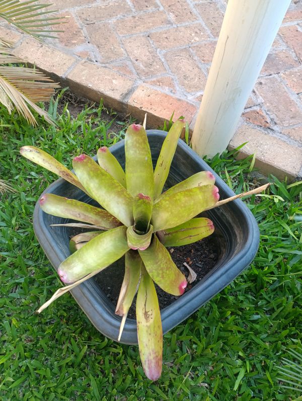 Identificação da planta Bromélia  Fire Ball Rubra por foto