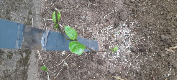 Identificação da planta Mirtilo por foto