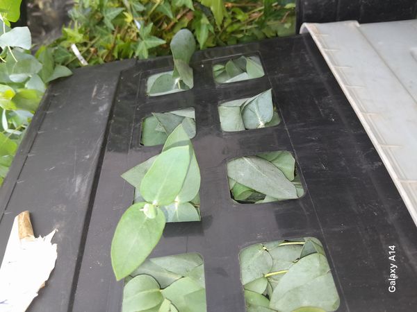 Identificação da planta Eucalipto-prateado por foto