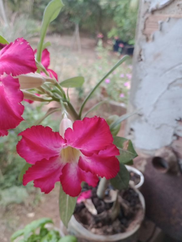 Identificação da planta Rosa do deserto por foto
